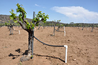 Drought-forced irrigation