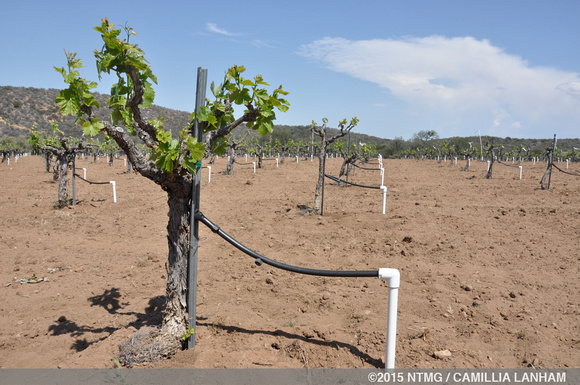 Drought-forced irrigation