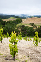 Stand-alone dry-farmed vines