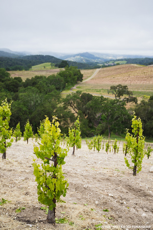 Stand-alone dry-farmed vines