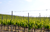 Trellised dry farmed vines