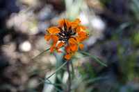 Mariposa Lily, Calochortus