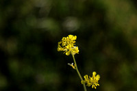 Black Mustard (non-native), Brassica nigra
