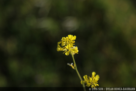 Black Mustard (non-native), Brassica nigra